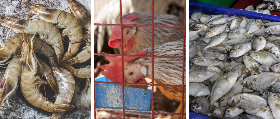 丁酸梭菌应用领域